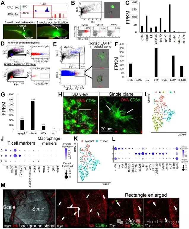1770085634909584.jpg 6.jpg
