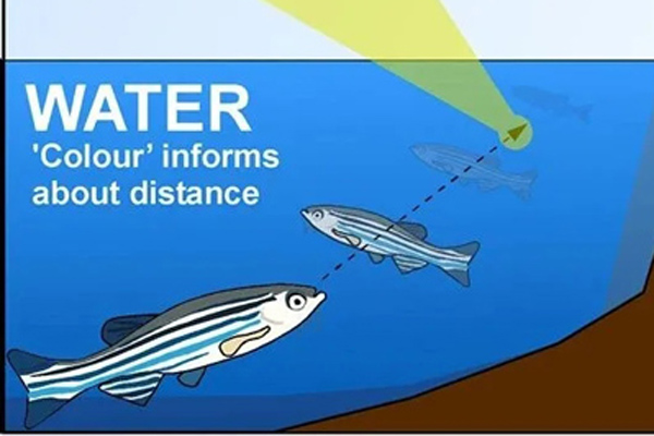 CNS年度大盘点丨 2025年这些斑马鱼研究突破，正引领科学研究新浪潮！