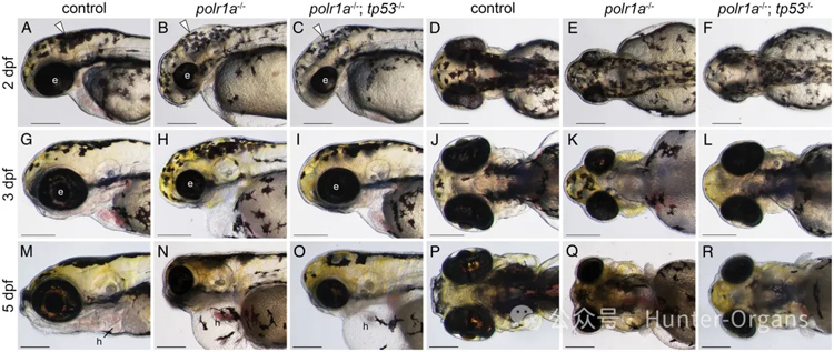 1772246152204557.jpg 5.jpg