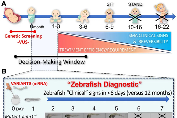 一条斑马鱼拯救两个新生儿！斑马鱼首次用于SMA临床决策，破解基因变异“悬案”